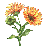 Calendula