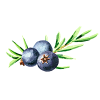juniper berry